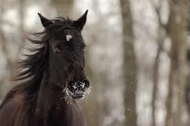 Pferd Frost