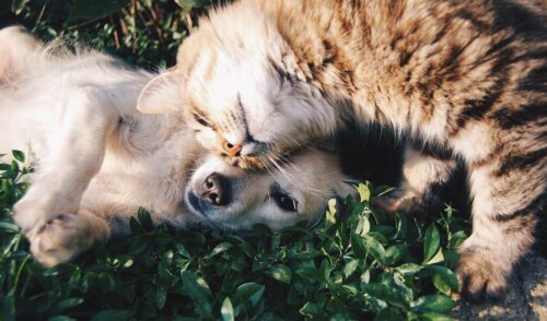 hunde katzen friends